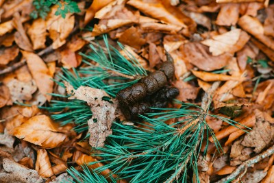 Hundekot weich schleimig Darmaufbau