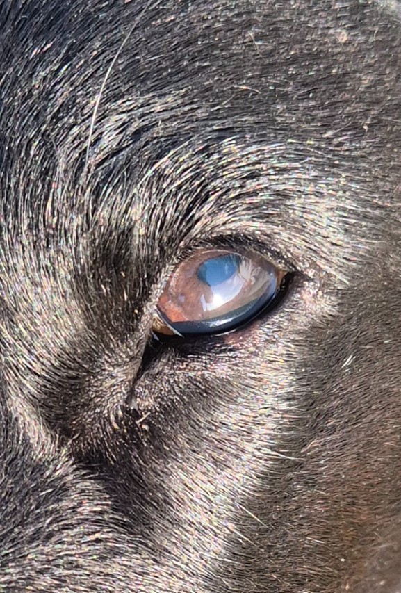 Iris Tumor Hund vorher nachher