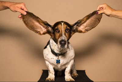 Ohrenentzündung beim Hund