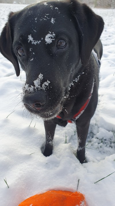 Schneeklumpen im Hundefell verhindern
